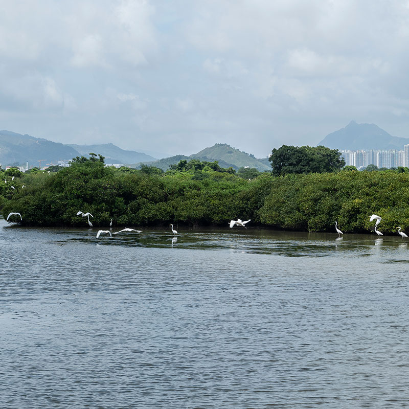 米埔自然保護區是一片廣袤濕地，地處香港元朗，素有「雀鳥天堂」美譽。
