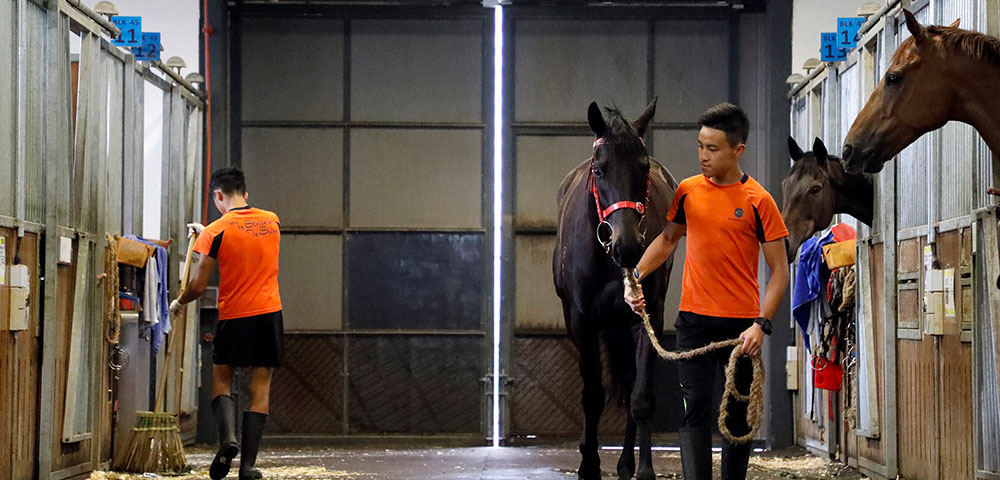 Trainees in the Apprentice Jockeys’ School learn how to interact with horses.