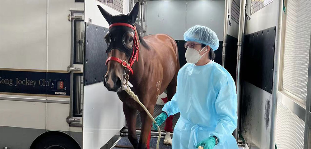 So Wing-lung and his colleagues provide care and company to horses on the cross-boundary trips. (Photo provided by interviewee)