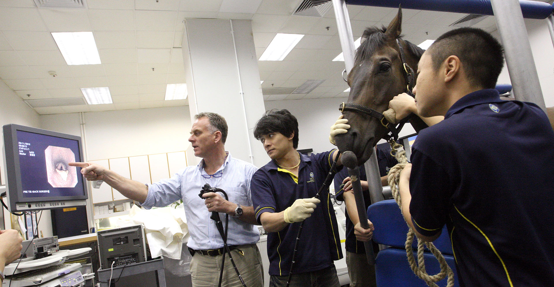 Scientists and veterinary surgeons can learn more about the needs of horses through scientific research.