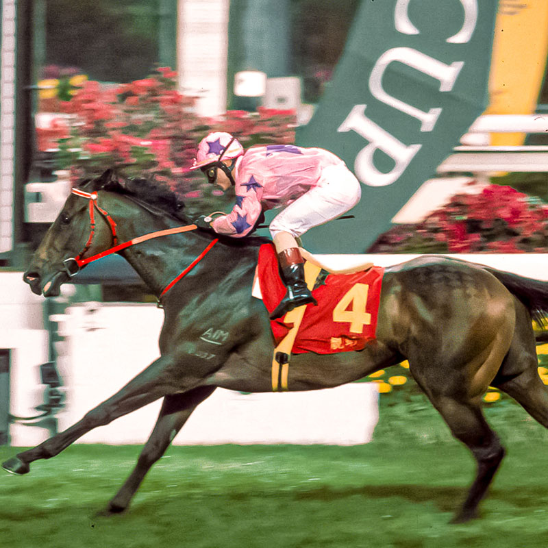 In 2001, Fairy King Prawn won the Hong Kong Stewards’ Cup and the Chairman’s Sprint Prize. The superstar was named Hong Kong Horse of the Year in both 2000 and 2001 and received a Lifetime Achievement Award in 2002/03.