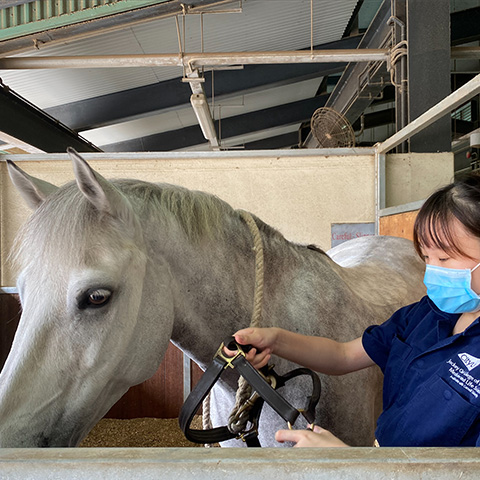 A top student in the local university entrance exams, Monica Chan was going to do a degree in medicine. But she found the courage to follow her heart, choosing instead to develop a career around her beloved animals.  (Photo provided by interviewee)